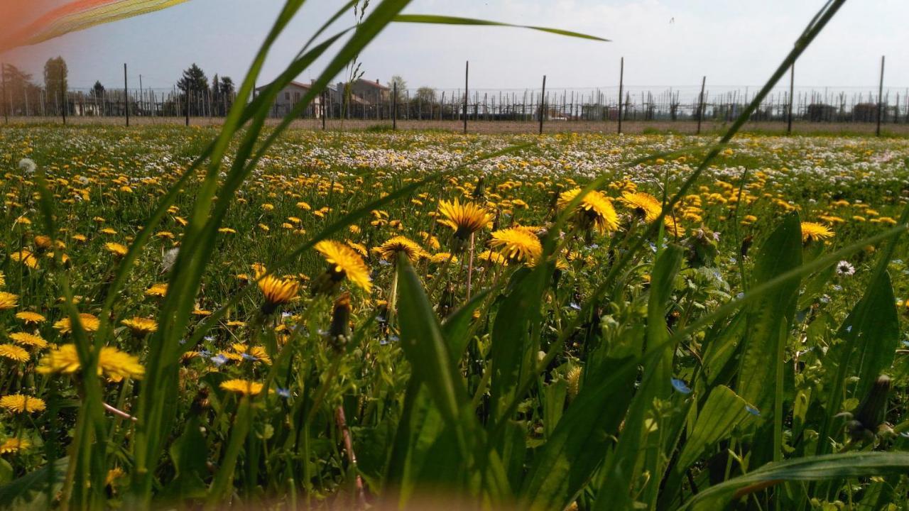 Agriturismo Taglio Del Re Villa Jesolo Bagian luar foto