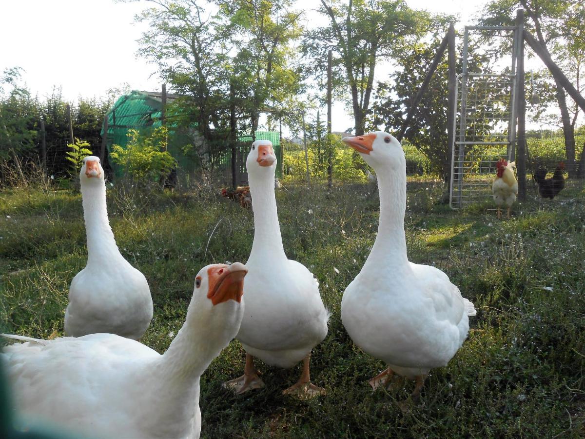 Agriturismo Taglio Del Re Villa Jesolo Bagian luar foto